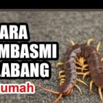 Cara Kelabang Rambut