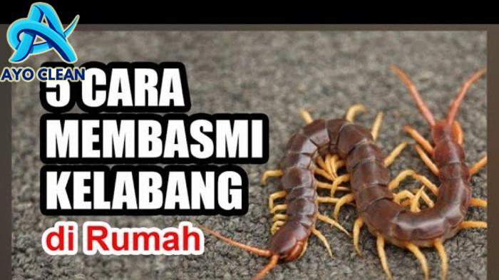 5 Cara Mudah dan Ampuh Mengusir Kelabang Masuk ke Rumah, Bahaya Jangan ...