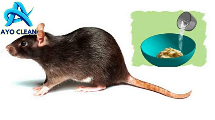 Bagaimana cara mengusir tikus