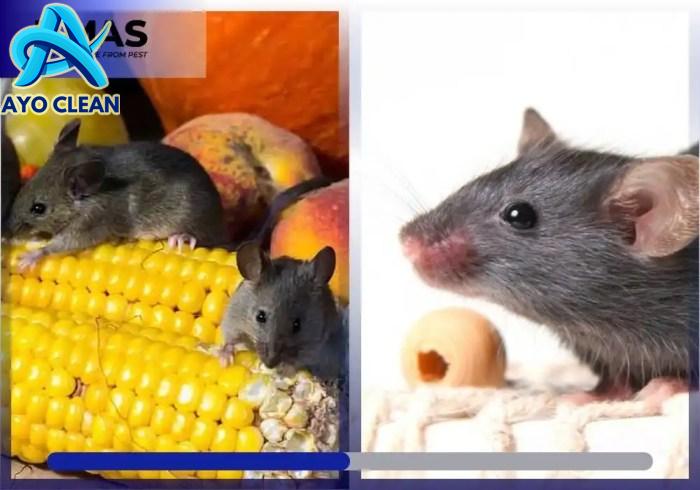 Cara Paling Mudah Mengusir Tikus Hanya Dengan 1 Bahan Ini, Simak ...