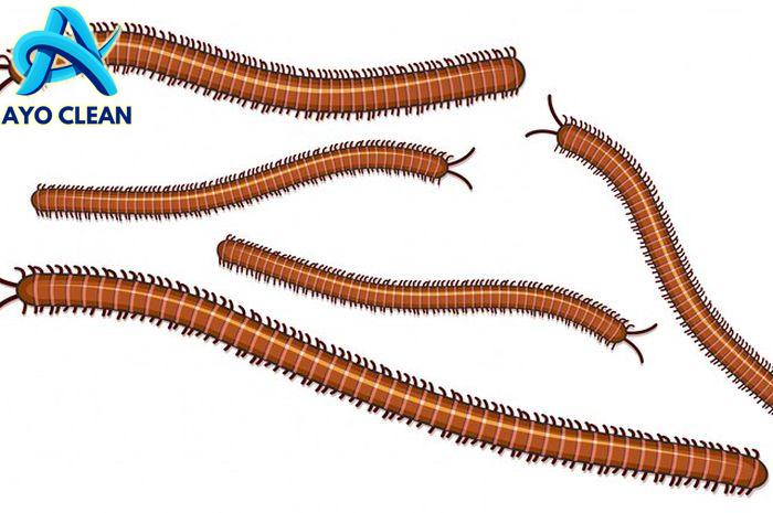 3 Cara Paling Ampuh Agar Kelabang Tidak Masuk ke Dalam Rumah - Sonora.id