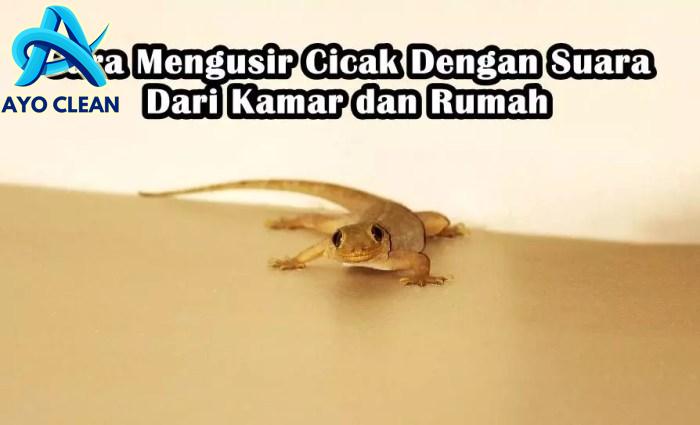 Cara mengusir cicak dan tokek di rumah