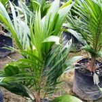 Cara Paling Efektif Mengatasi Sawit yang Baru Ditanam Agar Tidak ...