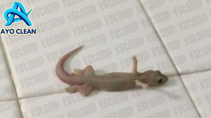 CICAK-CICAK DI DINDING || LAGU ANAK INDONESIA || LAGU ANAK POPULER ...