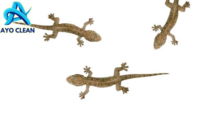 7 Cara Mengusir Cicak di Rumah - Tribunkaltim Travel