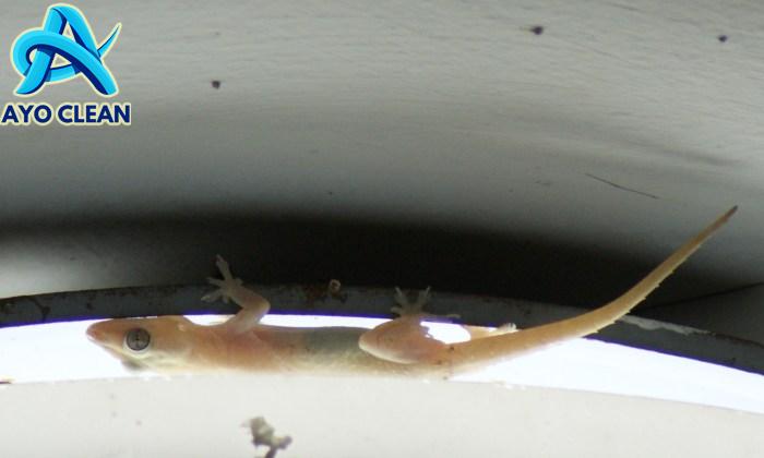 KomenSen: IKTIBAR DARI SEEKOR CICAK.