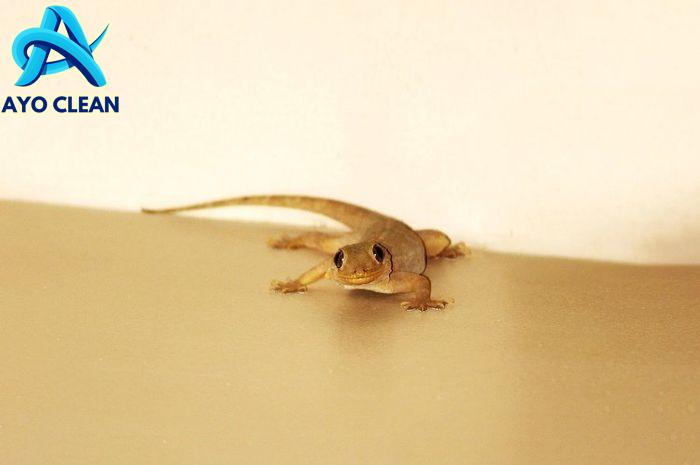 Cicak bergerak dengan cara