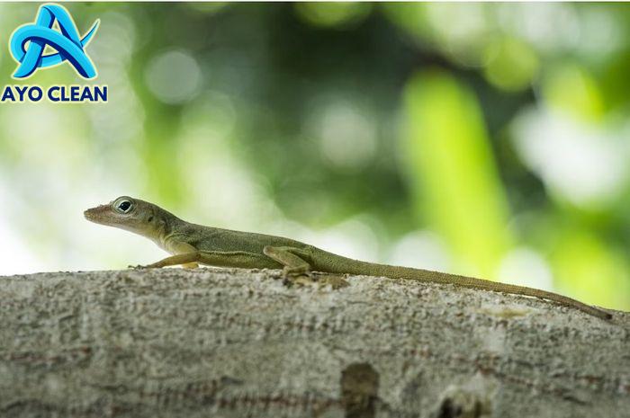 Cara mengusir cicak di atap rumah