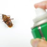 Cara Membasmi Kecoak Membandel Di Rumah - Blog KlikIndomaret