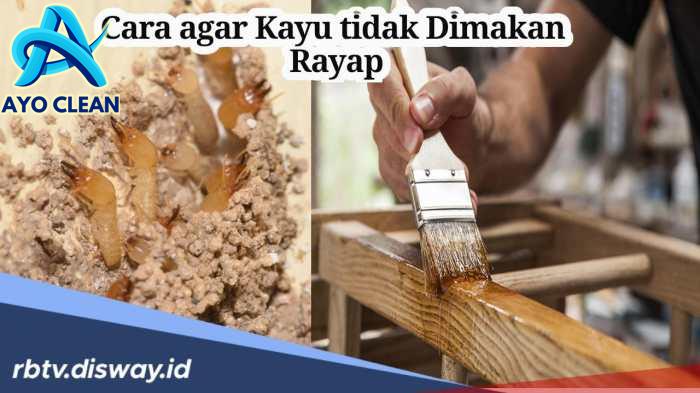 Cara agar buku tidak dimakan rayap