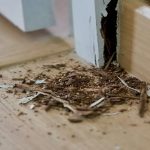 Cara Menghilangkan Rayap Di Rumah Paling Ampuh - BioCide Insecticide