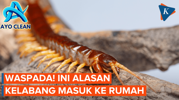 KELABANG RAKSASA MASUK RUMAH??!! - YouTube