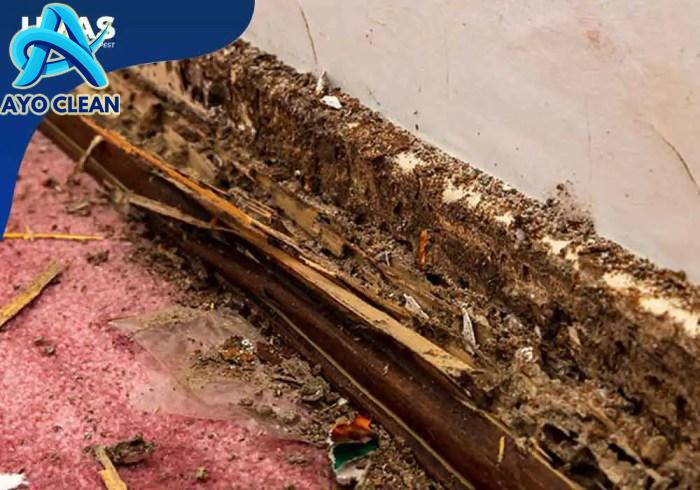 Cara menghilangkan rayap di tembok