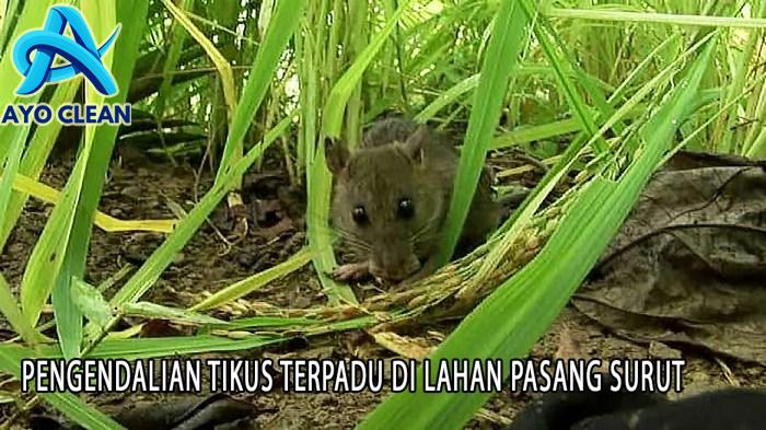 5 Cara Mengusir Tikus yang Ampuh Agar Tidak Kembali Lagi