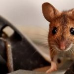 Cara membunuh tikus di lubangnya