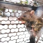 Cara Menghilangkan Tikus di Rumah dengan Praktis | kumparan.com