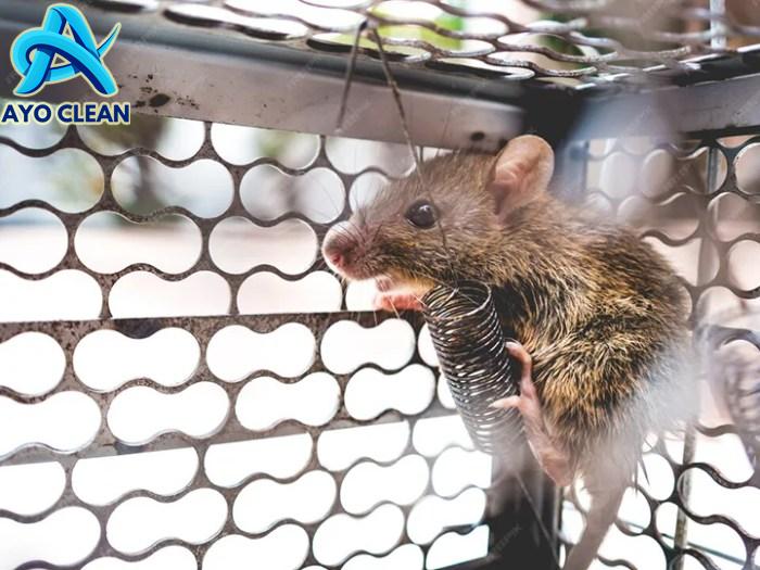 Cara Mengetahui Keberadaan Tikus di Rumah Dengan Mudah