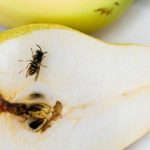 Cara membuat perangkap lalat buah