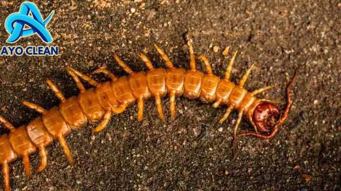 Doa ketika Ada Kelabang Masuk Rumah dan Cara Mengusirnya