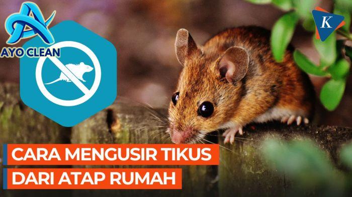 10 Cara Mengusir Tikus yang Mengganggu di Atap Rumah