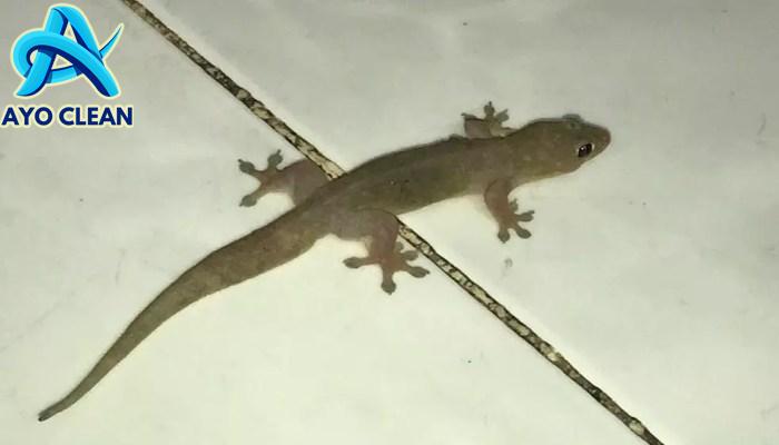 6 Cara Membasmi Cicak dari Rumah dengan Manusiawi