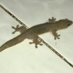 CARA CICAK MELINDUNGI DIRI #shorts #quiz #quiztime #biology - YouTube