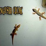 Cara mengusir cicak di kamar mandi