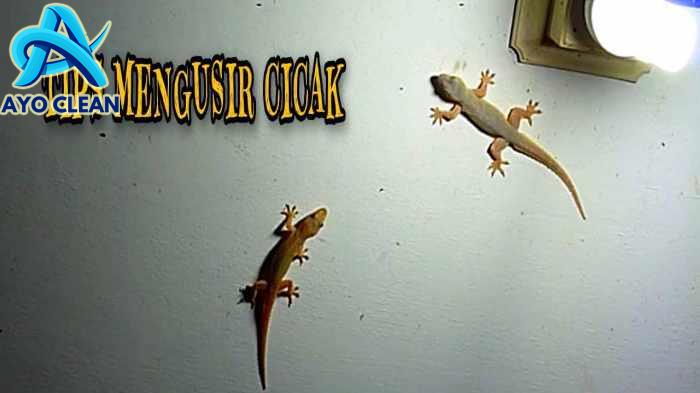 5 Jenis Cicak yang Jarang Diketahui - ArenaHewan.com