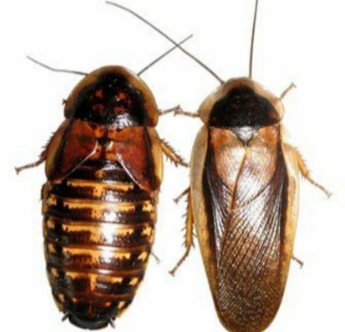 Rahasia Budidaya Kecoa Dubia supaya cepat besar. CARA PRAKTIS membuat ...