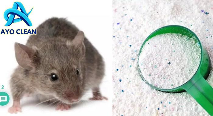 7 Cara Mengusir Tikus di Lemari Pakaian Paling Efektif dan Ampuh ...