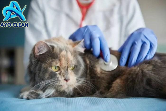 Cara menghilangkan jamur pada kucing dengan cepat