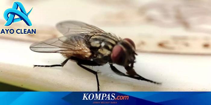 Cara mengusir lalat di rumah