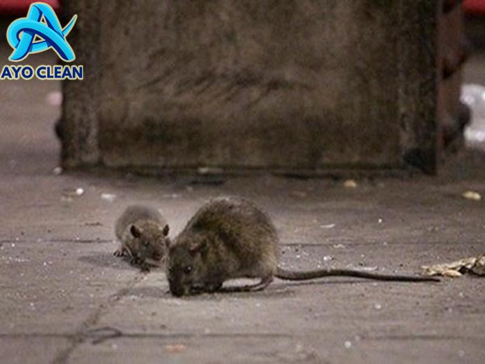 Ternyata Ini yang Menyebabkan Tikus Dapat Bersarang dan Berkembang Biak ...