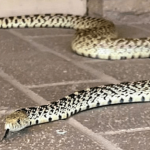 8 Cara Mengusir Ular dari Rumah Dengan Mudah | Klopmart