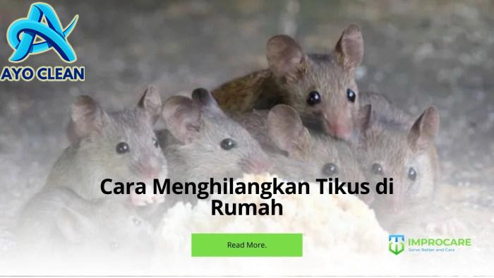 Usir Tikus Tanpa Racun, Cara Mengusir Tikus di Rumah Dengan Benda Ini ...