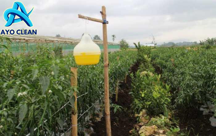 cara mencegah dan mengatasi cacar buah dan lalat buah pada tanaman ...