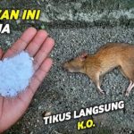 Cara menghilangkan bau kencing tikus