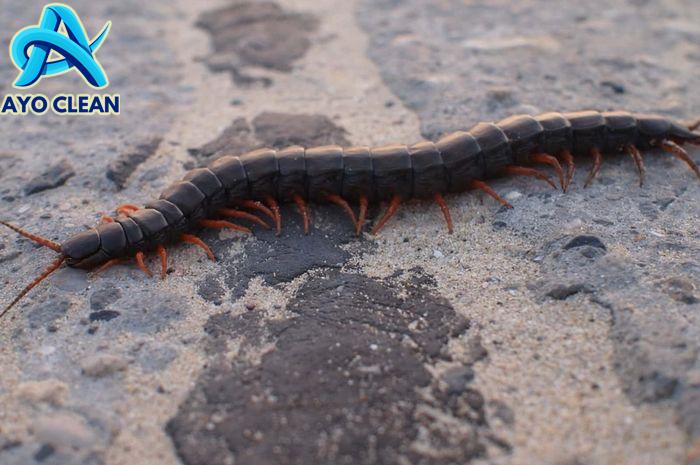 Cara Atasi Gigitan Kelabang, Hati-Hati Bisa Keluarkan Racun - Bobo