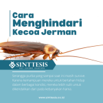 CARA MENGHINDARI KECOA JERMAN - Sinttesis