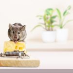 Cara mengusir tikus tanpa racun