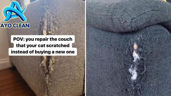 Pet owner's before-and-after photos reveal a gorgeous way to fix ...