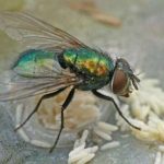 10 Cara Mengusir Lalat dengan Mudah dan Cepat, Bisa Dicoba di Rumah ...
