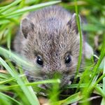 8 CARA PENGENDALIAN HAMA TIKUS PADA TANAMAN PADI SAWAH - YouTube