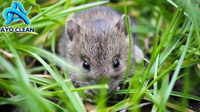 8 Cara Membasmi Hama Tikus di Sawah Paling Ampuh - IlmuBudidaya.com