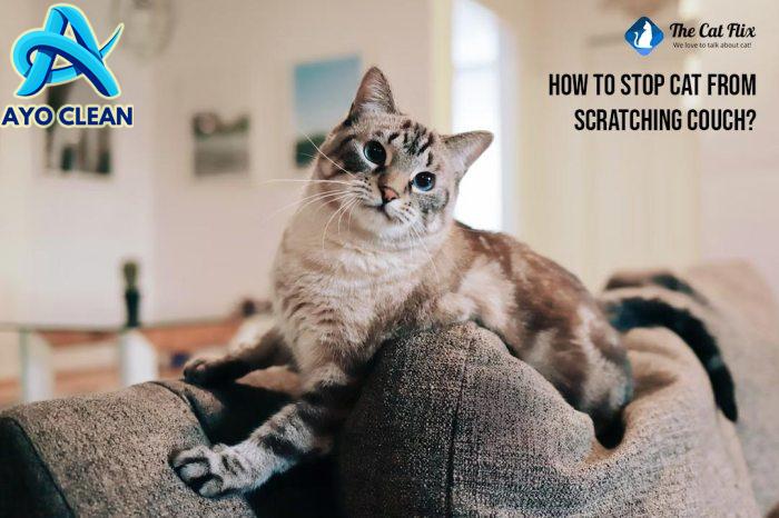 How to STOP Cats from Scratching Furniture! • MidgetMomma