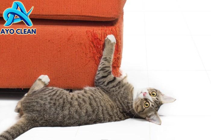 How To Keep Cats From Scratching Couches at Michael Legg blog