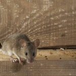 8 Cara Agar Tikus Tak Masuk Rumah – Ninies Blog