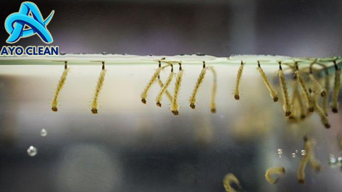 Pemeriksaan Jentik-Jentik Nyamuk Oleh Kader Jumantik