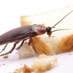 Cara Mudah Membasmi Kecoak di Rumah, Pertama Pastikan Dulu Saluran Air ...