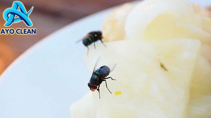 7 Cara Mengusir Lalat yang Makin Merajalela saat Musim Hujan, Langsung ...